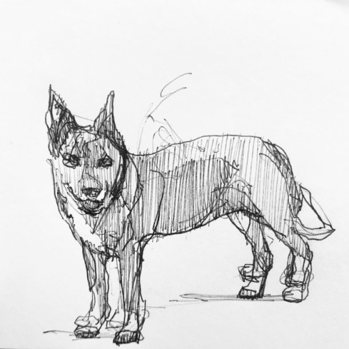 Bau #danielebarillari #bau #dog #pen #sketch #drawing #draw...