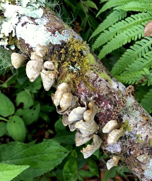 merismo:Various lichen, moss, and fungi from my trip to Panama...