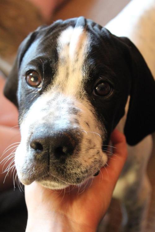 doggopupperforpres:My sweet little dude the day after he came...