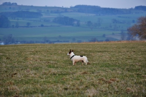 ollietherottweiler:Favourite pictures of Odie on our Yorkshire...