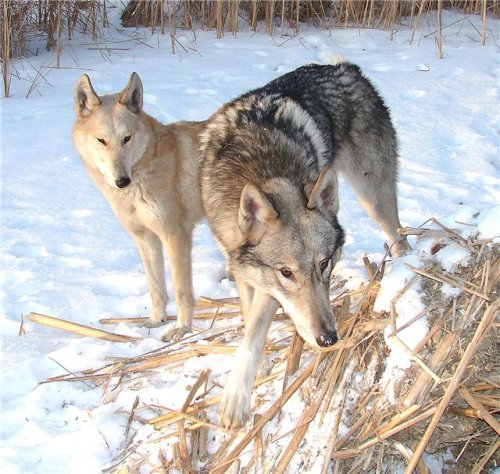 crispbean:Working Wolfdogs. The Volend.I am seriously so...