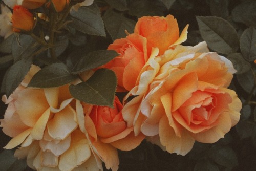 karolinasungailaite-art:orange vintage roses