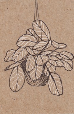 Plant Drawings Tumblr