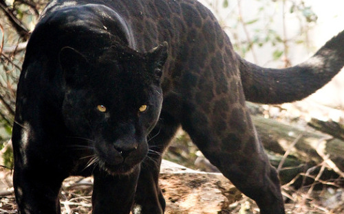 black jaguar on Tumblr