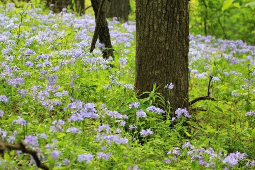 llovinghome:blue phlox