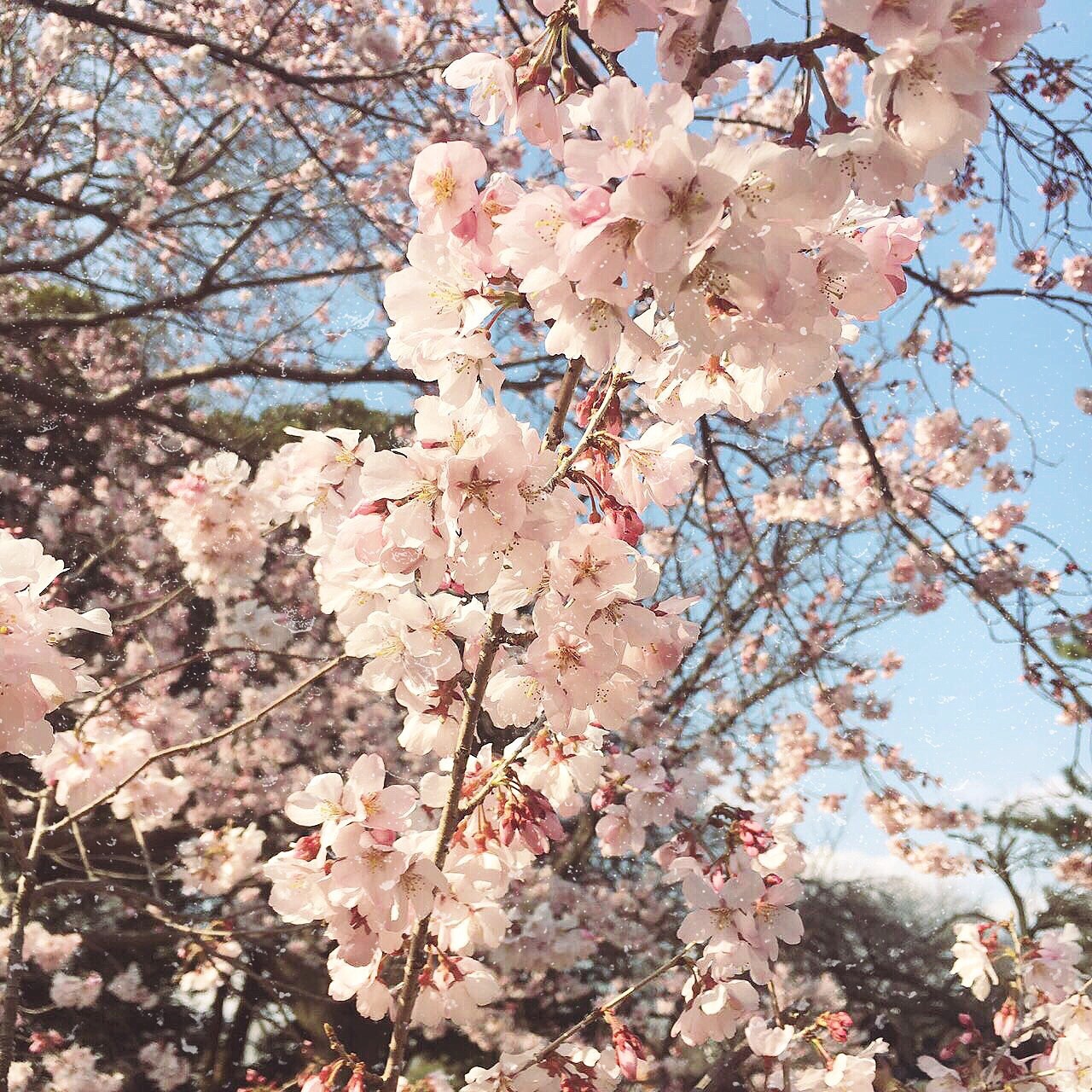 Фикбук когда зацветет сакура. Сакура в японском саду в Москве. Sakura 728.