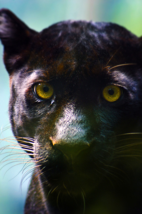 h4ilstorm:Melenistic Leopard Close Up… daring me to blink first...