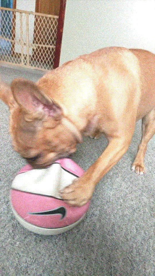 a French bulldog biting on a Nike basketball