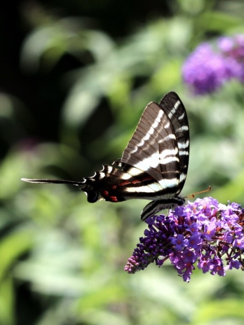 Zebra Swallowtail