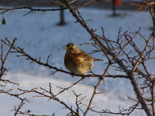 #bird #winter #nature ☺ (w: Tarchomin)