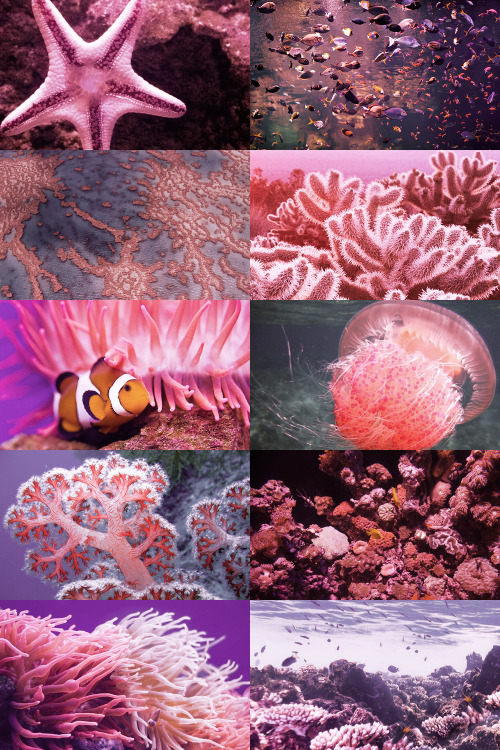 coral reef on Tumblr