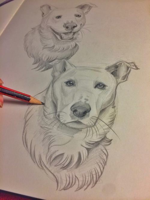 dog art on Tumblr