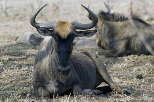 wapiti3:Blue wildebeest (Connochaetes taurinus)Arno Meintjes...