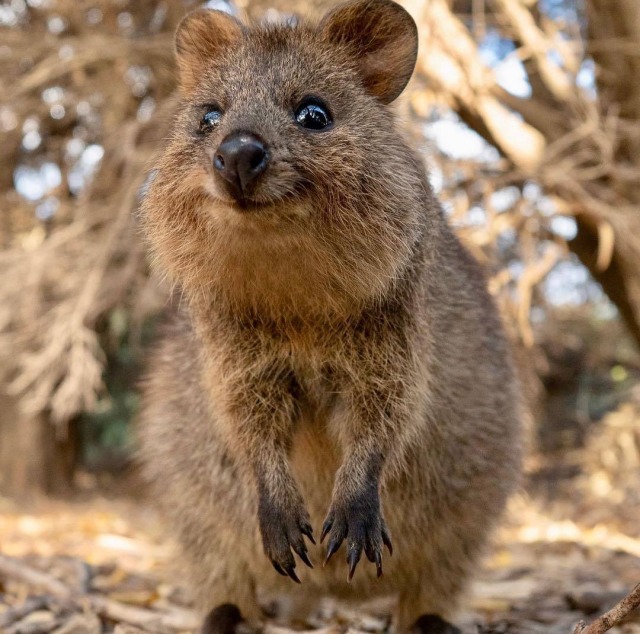 quokkas on Tumblr