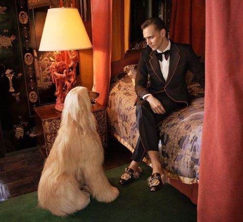 actorsandcanines
