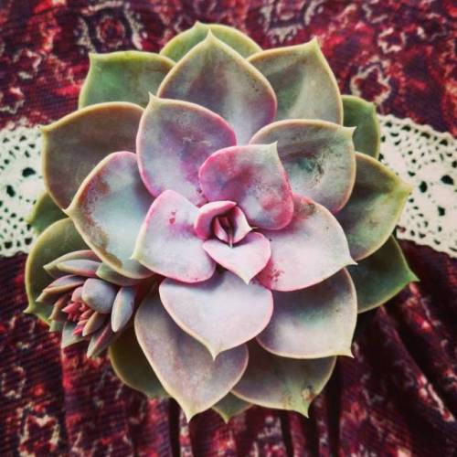 Newest obsession#succulents #plants #spring #garden #gardening...