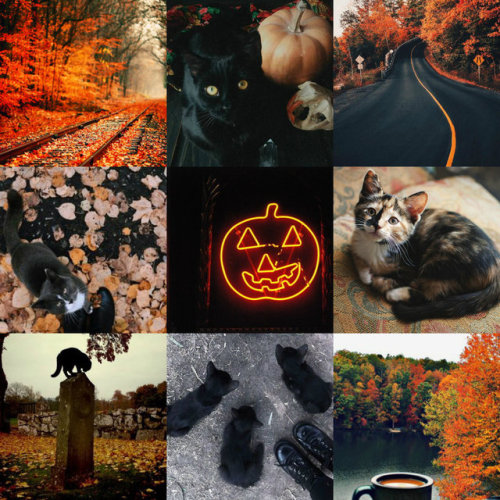 nonbinarykeely:moodboard for @autumn-kitten :3i’m currently...