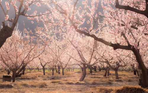 different-landscapes:Cherry Blossoms by Chikuma Riv