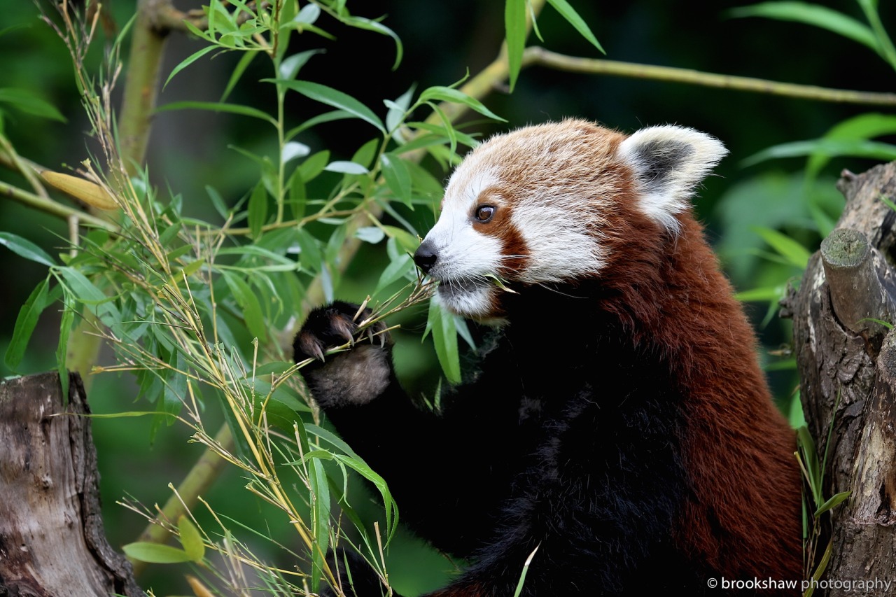 brookshaw photography — Feeding time for a Red Panda at Chester Zoo…
