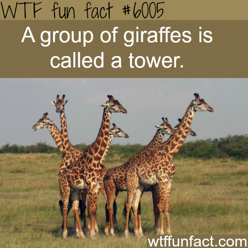 A group of giraffes - WTF fun facts