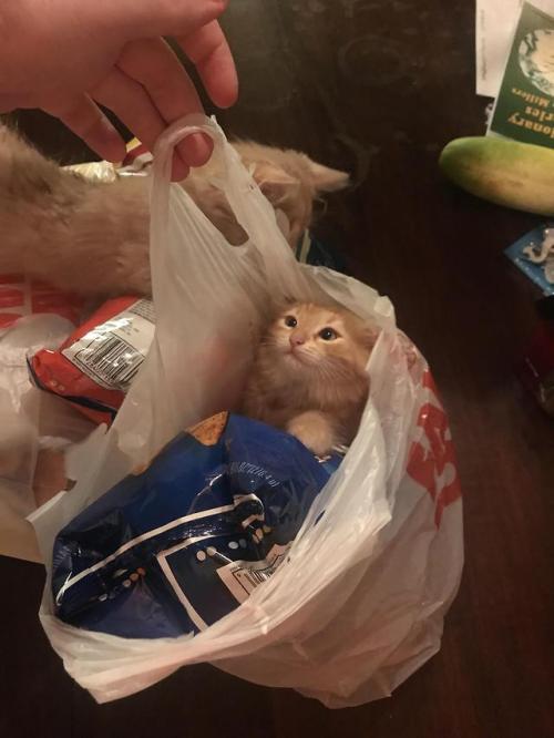 dawwwwfactory:I Don’t Remember Buying This at the Store.Click...