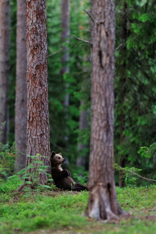 llbwwb:(via 500px / Brown bear cub resting by Erik Mandre)