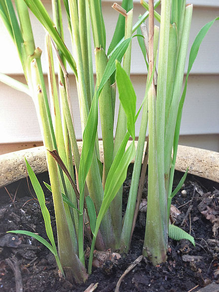 Building Our Dream Homestead Regrowing Store Bought Lemongrass 