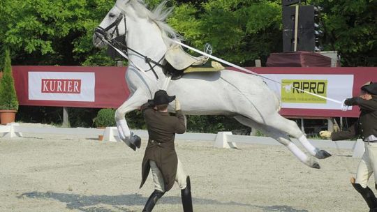 CAV Spanische Hofreitschule Wien Heldenberg 03