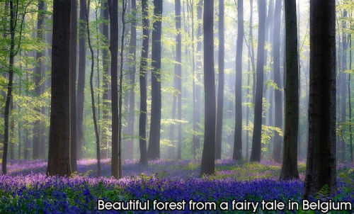 beben-eleben:Enchanting Forests In The World