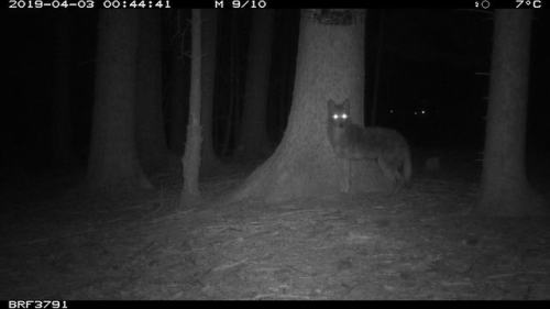 trailcams:source