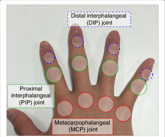 Image result for diagram of knuckles