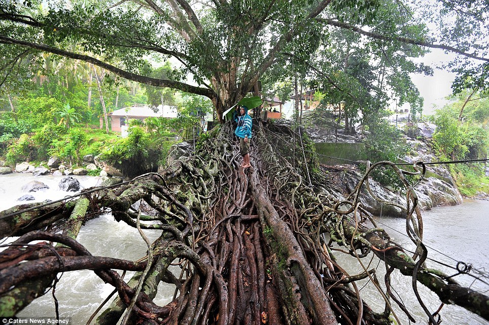 Image result for JEMBATAN dari akar di sumatera barat