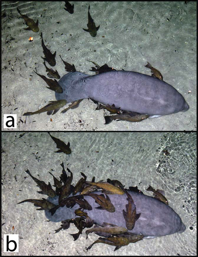 Biological Marginalia — Introduced Armored Suckermouth Catfishes (plecos...