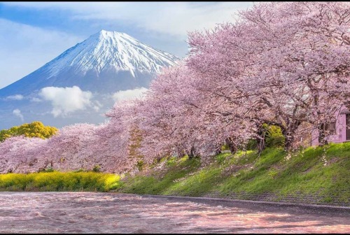 oneshotolive
