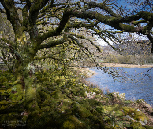 thefierybiscuit:Cwm Bychan Oaks