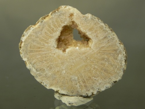 fossil coral Calcite Russia minerals geology sea september photography