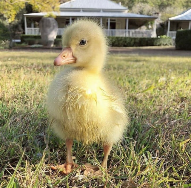 Sassy Ducks