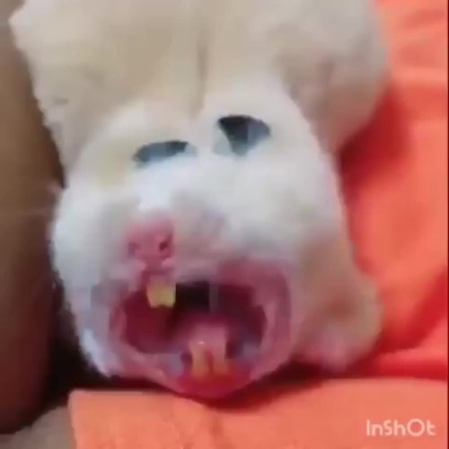 awwsfordays