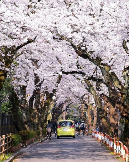 explorejpn nikonpost カメラ好きな人と繋がりたい team_jp_東 flowers キタムラ写真投稿 桜 flower wow_nihon japan cherryblossom japan_daytime_view loves_nippon sky loves_united_japan lovers_nippon ig_japan 千葉 千葉県 phos_japan はなまっぷ桜2018 wu_japan bestjapanpics 花 市川 市川市 空 写真好きな人と繋がりたい ダレカニミセタイケシキ 桜並木