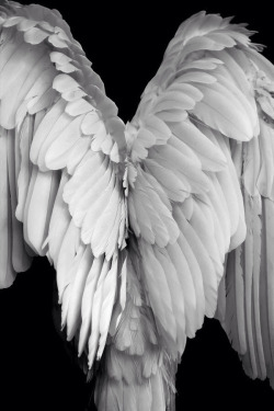 White Wing Art Tumblr