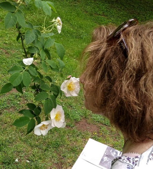 Amazing roses and lots of sniffing at the Lynchburg Va Old City...