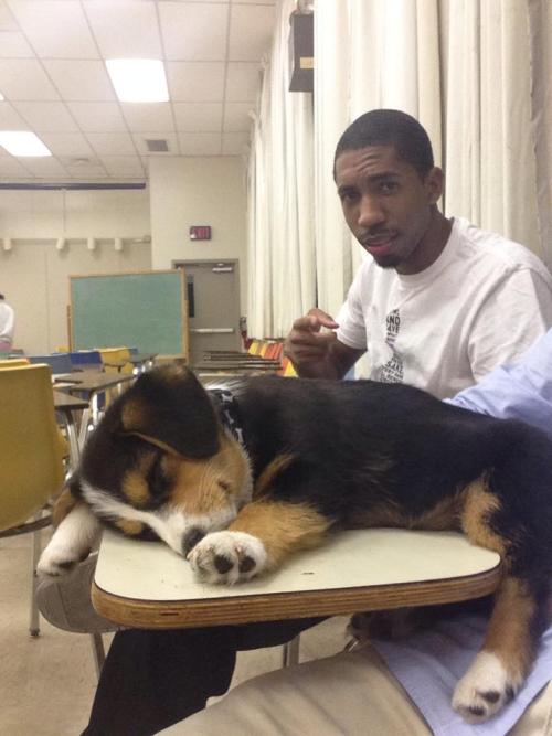 bookipsies:awwww-cute:My friends corgi fell asleep in...