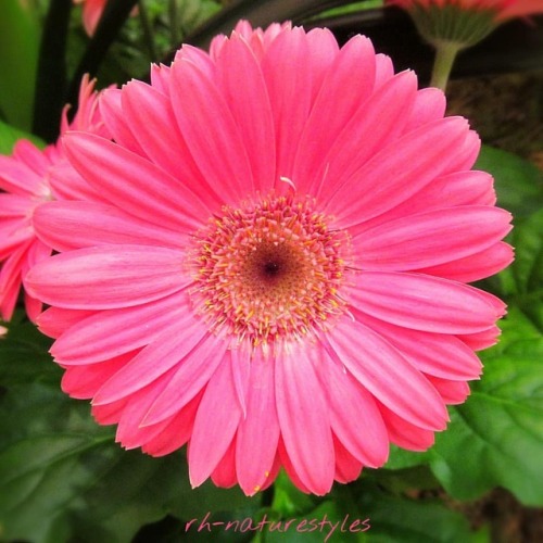 gerberas on Tumblr