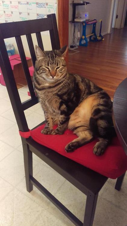 coolcatgroup:cutecatpics:Mickey tries to sit like us...