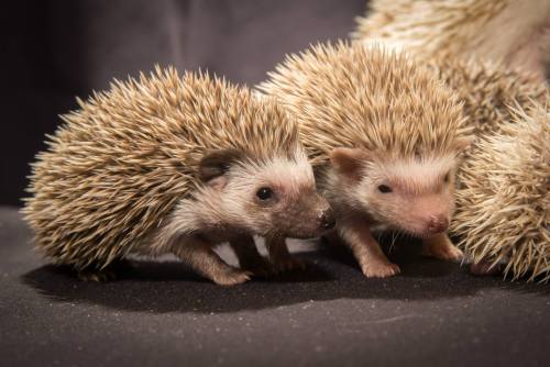 African Pygmy Hoglets Poke About at Oregon ZooHakuna Matata,...