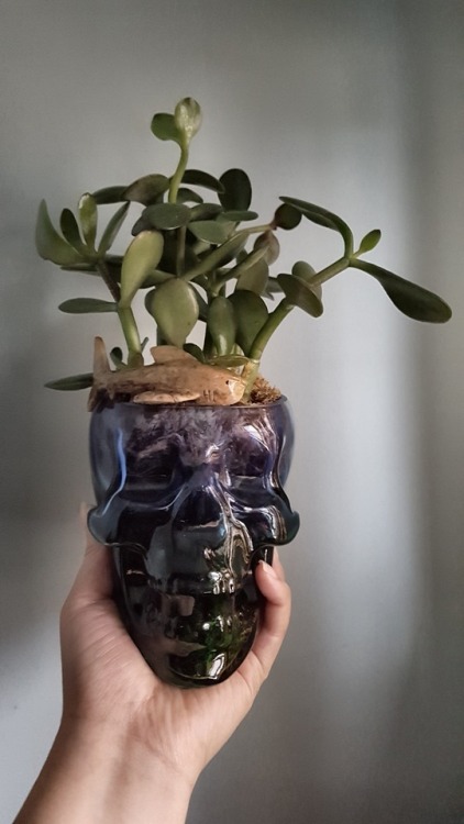 she-who-treads-on-water:Put my succulents into new homes. They...