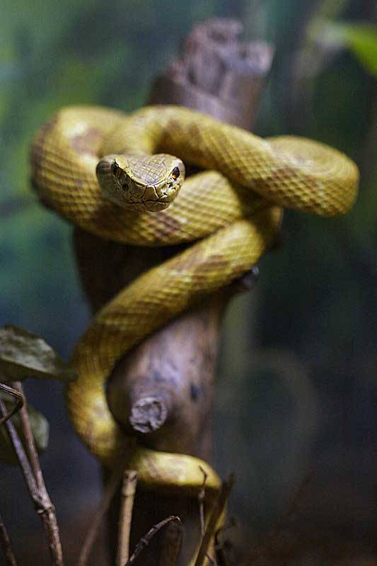 Awesome Reptile Facts — Beautiful Golden Lancehead Bothrops Insularis