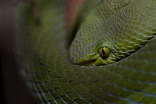 exotic-venom:(Trimeresurus fucatus) Siamese peninsula...