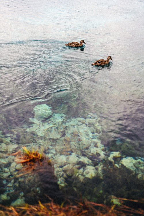 piavalesca:scenic duckste waikoropupū springs, south island...