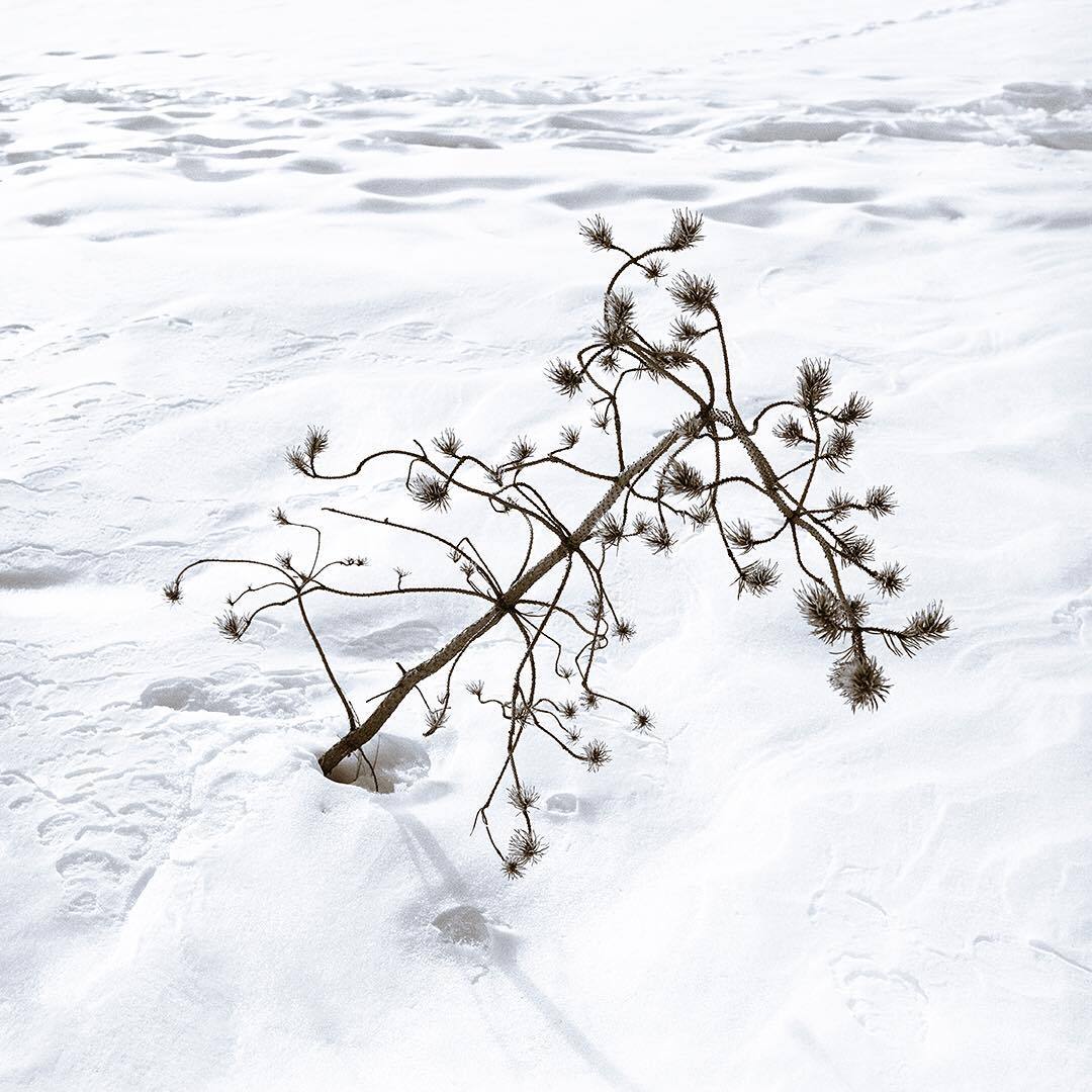 Image for â€œInterior Alaska / Exterior Tokyoâ€ exhibition 1/5/2018 - 1/27/2018 @ Bear Gallery Snow Study #2, Series of Snow Garden (Daytime) #daytime #sunlight #snowgarden #snow #garden #beargallery #Fairbanks #Alaska #blackandwhite #kodak...